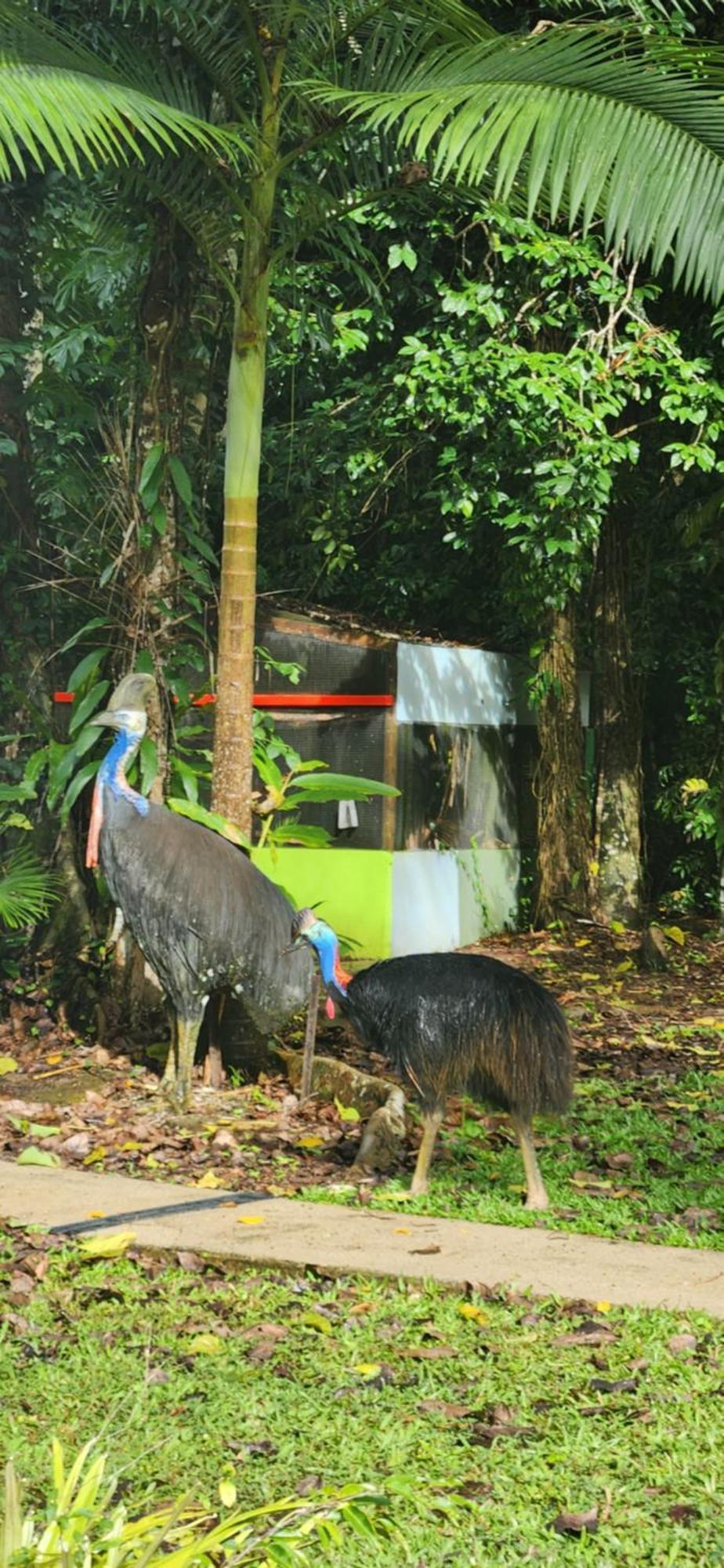 Vila Daintree Siesta Diwan Exteriér fotografie