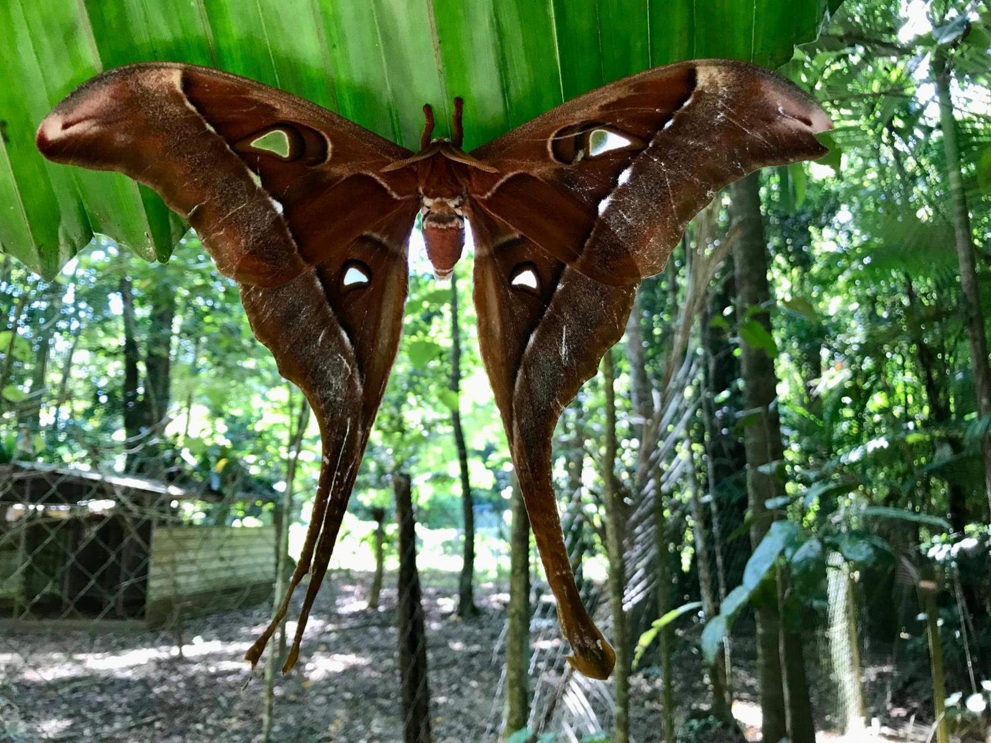 Vila Daintree Siesta Diwan Exteriér fotografie